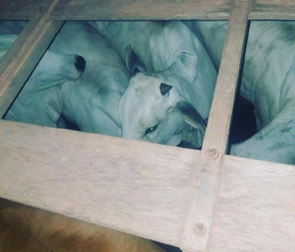 Gado furtado de fazenda em MT  Foto: PM/MT