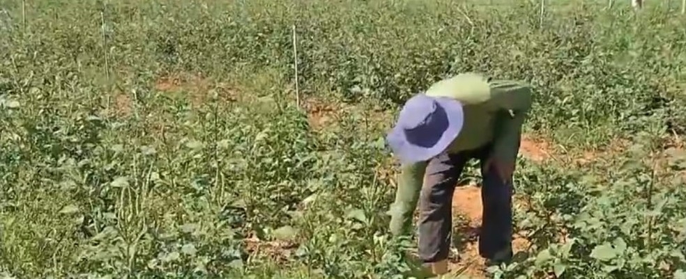 Crise na agricultura durante a pandemia  Foto: Reproduo/TV Centro Amrica