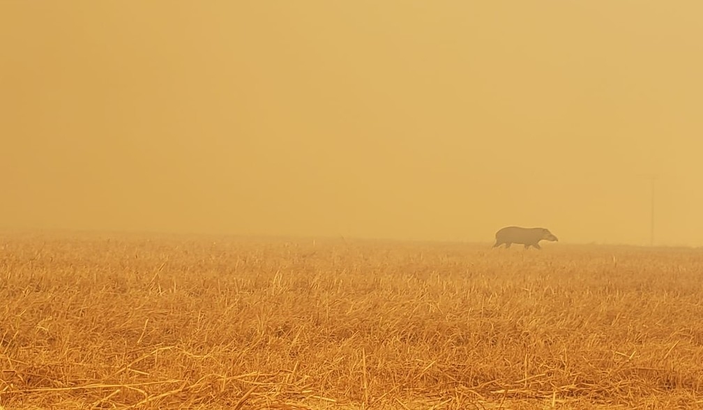 Anta estava em meio a fumaa das queimadas em Paranatinga (MT)  Foto: Corpo de Bombeiros