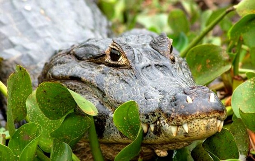leo extrado do Jacar-do-pantanal pode ser usado para fins teraputicos  Foto: Dirceu Martins/TG