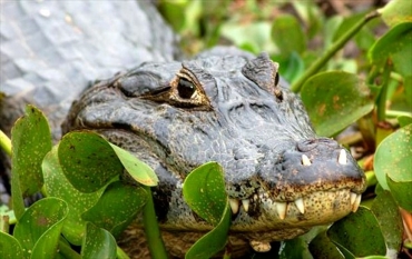 leo extrado do Jacar-do-pantanal pode ser usado para fins teraputicos  Foto: Dirceu Martins/TG