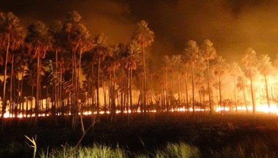 De acordo com autoridades ambientais, em apenas um ms, foram 380 mil hectares atingidos por incndios florestais