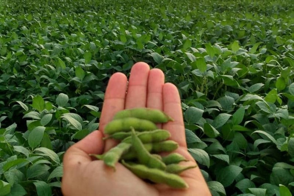 Plantao de soja  Foto: Divulgao