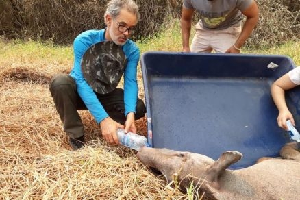 Diversos animais j foram mortos pelo fogo e outros esto feridos gravemente