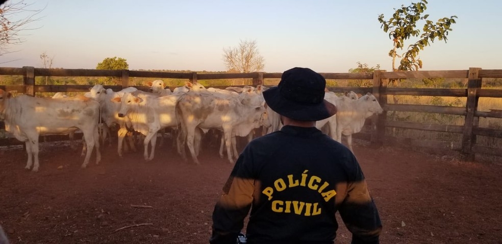 Os investigadores foram at o local e conseguiram encontrar as 25 novilhas furtadas, que foram reconhecidas pela vtima  Foto: Polcia Civil de MT