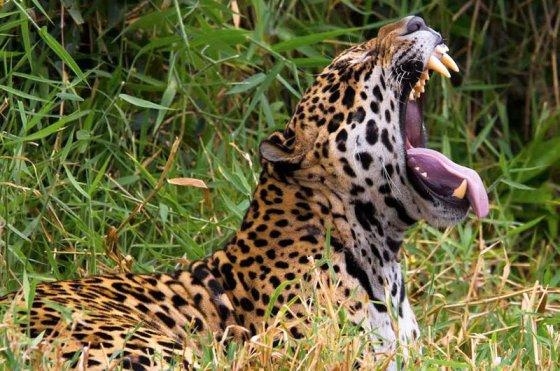 Empresrio faz experincia bem-sucedida de conservao da ona-pintada via turismo