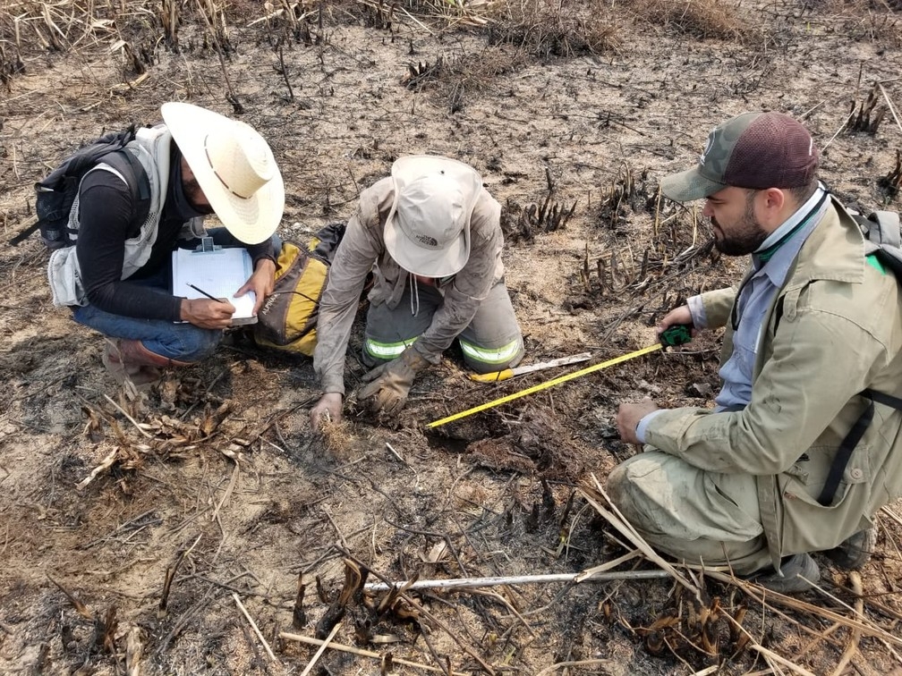 Integrantes da força-tarefa levantam quantidade de animais mortos em queimadas no Pantanal — Foto: Christine Strussmann/Arquivo Pessoal