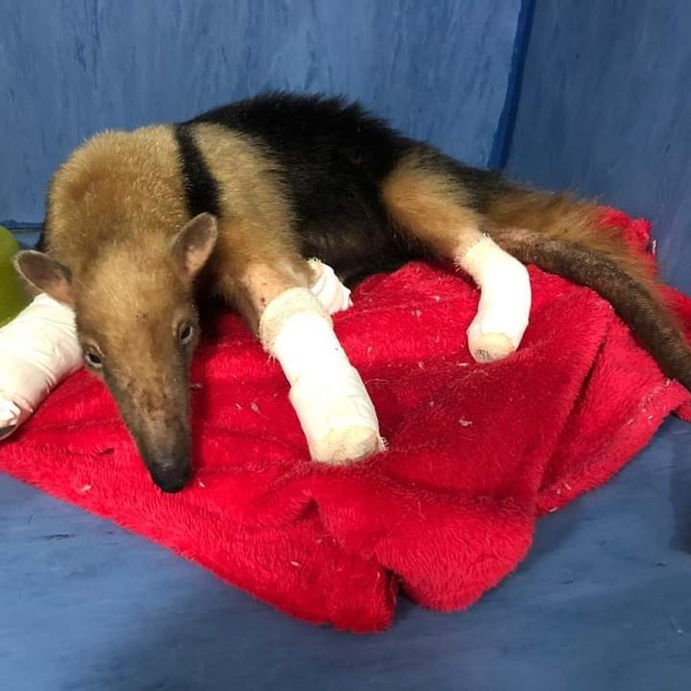 Tamandu-mirim est em tratamento em Primavera do Leste (MT)  Foto: Klber Martins/Arquivo pessoal