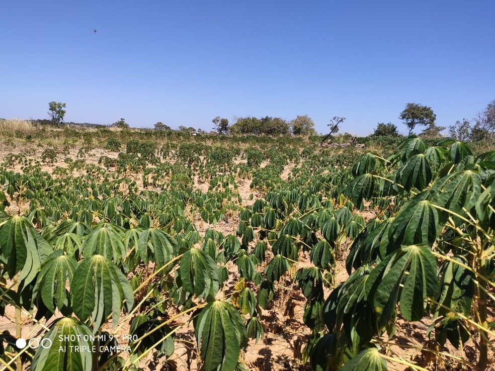 Produ��o de mandioca caiu no estado � Foto: Dejane Arnhold/TVCA