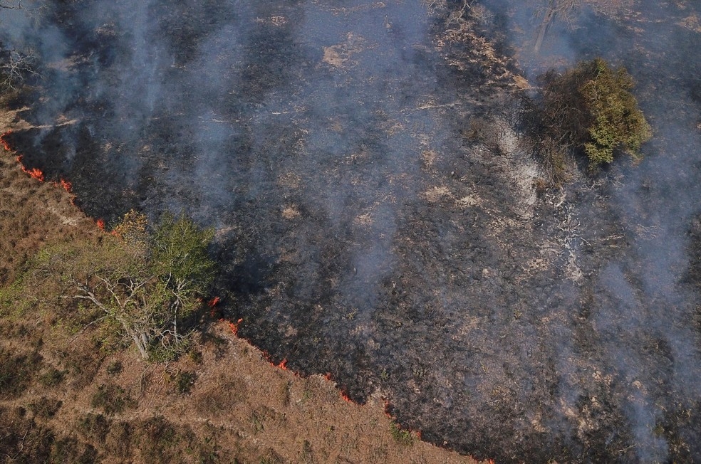 Fogo queima árvores e vegetação no Pantanal em Poconé, Mato Grosso, no dia 30 de agosto. — Foto: Amanda Perobelli/Reuters