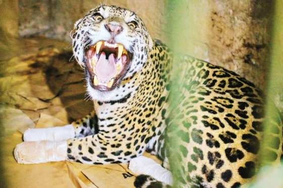 O felino Ousado, que foi resgatado e tratado aps sofrer queimaduras