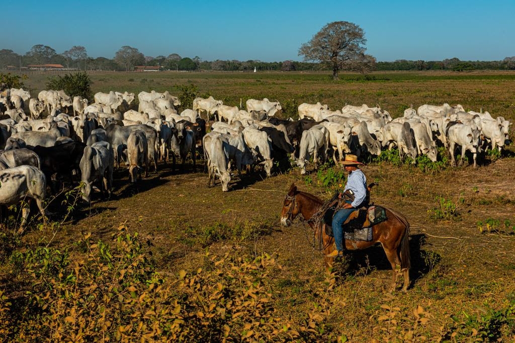 Sero investidos R$ 439,3 milhes no financiamento de projetos com objetivo de recuperar a capacidade produtiva do Pantanal Mato-grossense - Foto por: Mayke Toscano/Secom-MT