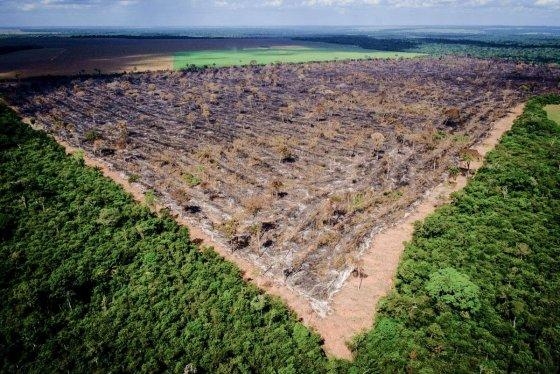 Os mais 1.767 km² destruídos no Estado só perdem para os 5.192 km² derrubados no Pará