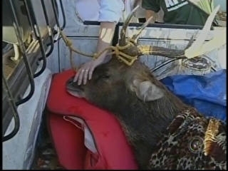 Veado raro no Brasil  atropelado e levado para associao em Assis