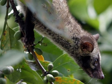 Caf  feito a partir dos gros recolhidos das fezes do luwak.