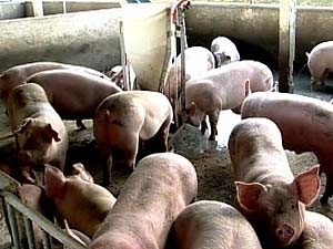 Criadores reclamam de crise na suinocultura