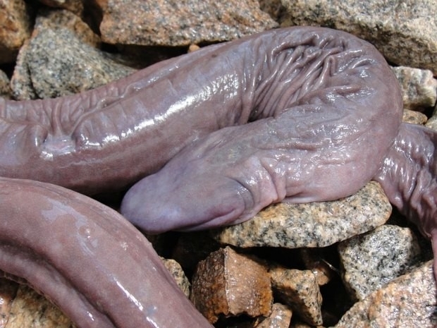 Atretochoana eiselti foi descoberta no Rio Madeira
