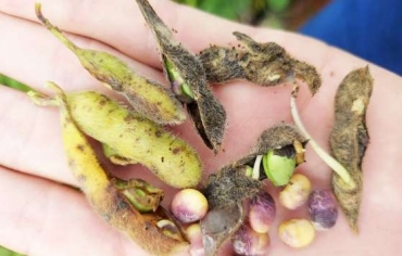 O ambiente desfavor�vel trata-se, muito provavelmente, de estresses t�rmicos, com elevadas temperaturas, associadas com d�ficit h�drico