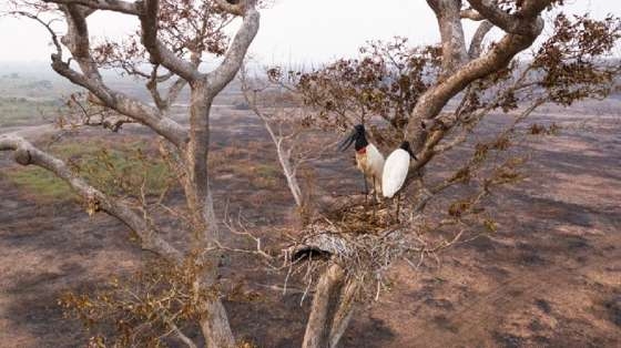 Não é possível prever se o Pantanal enfrentará outras secas severas nos próximos anos