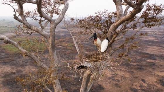 No  possvel prever se o Pantanal enfrentar outras secas severas nos prximos anos