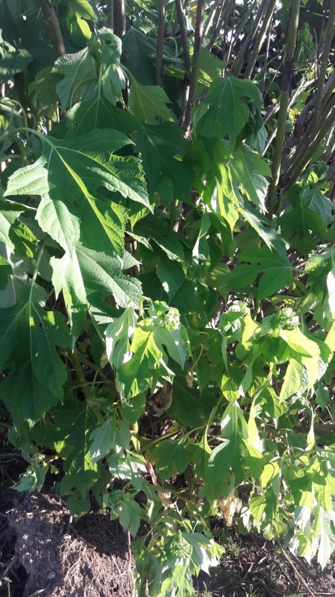 Lavoura  atingida por defensivos agrcolas  Foto: Reproduo