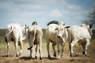 Exportao de carne bovina  Foto: Wenderson Arajo /CNA Brasil
