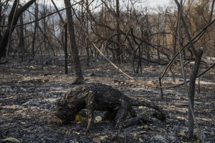 O macaco morto por uma das queimadas no Pantanal, no ano passado