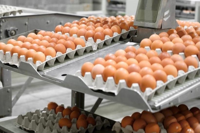 Mato Grosso tem 22 granjas de postura e 6 frigorficos de aves - Foto por: AMAV