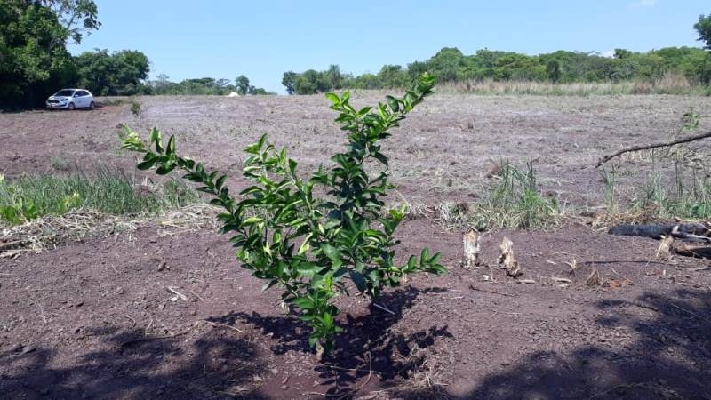 Terra j tratada com o calcrio pronta para receber as mudas de limo