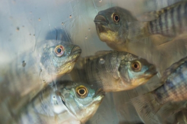 Incentivo para produo de peixes - Foto por: Wenderson Arajo/CNA