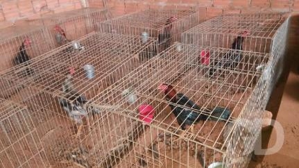 25 galos foram apreendidos em rinha em Campo Novo do Parecis  Foto: PMMT