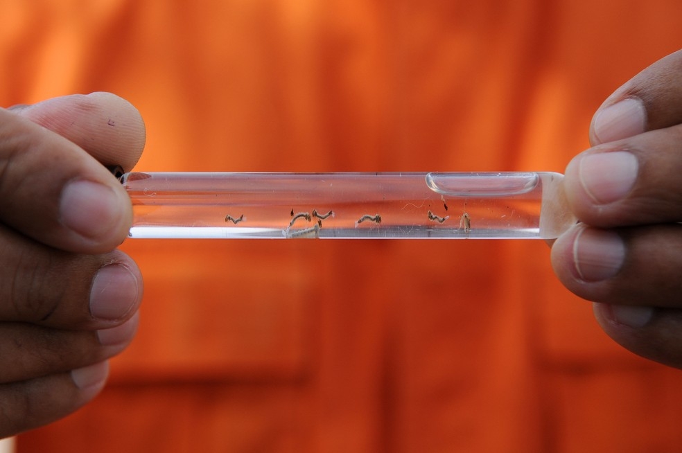 Larvas do mosquito da dengue  Foto: Pedro Ventura/Agncia Braslia