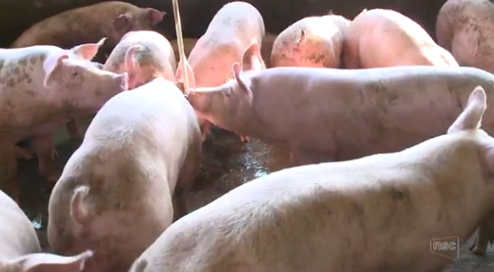 Crise no setor de suinocultura � Foto: Reprodu��o/NSC TV