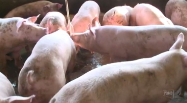 Crise no setor de suinocultura � Foto: Reprodu��o/NSC TV