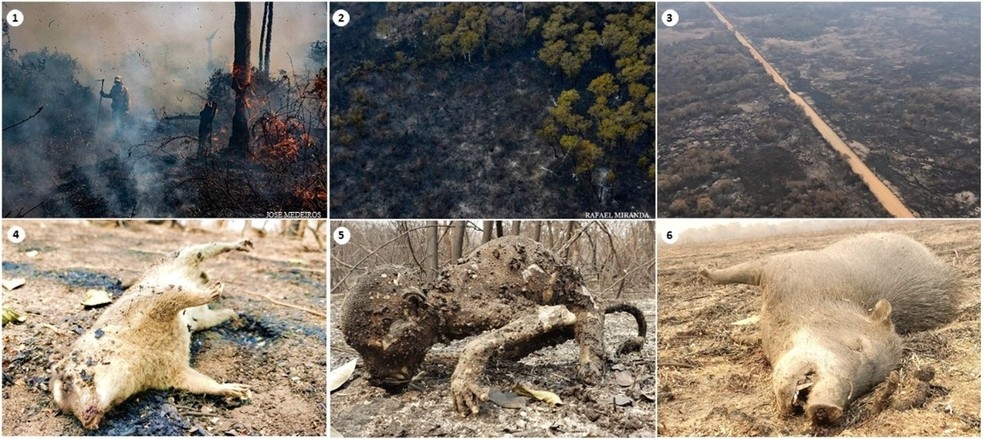 Fauna e flora do Pantanal so afetadas com as queimadas  Foto: Reproduo