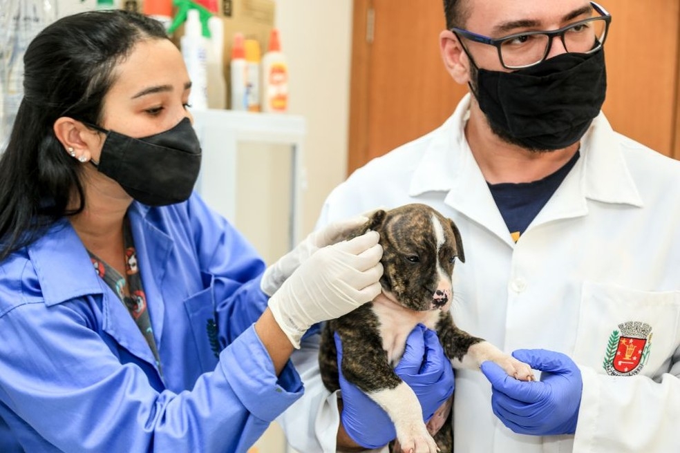 Doao de sangue  importante entre animais  Foto: Prefeitura de Maring/Divulgao
