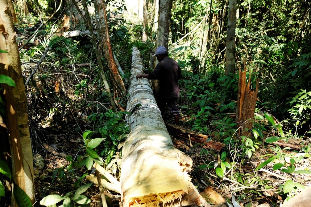 Foto mostra homem medindo árvore depois de cortá-la em Itaituba, oeste do Pará, no dia 7 de agosto de 2017. — Foto: Nacho Doce/Arquivo/Reuters