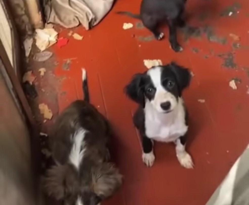 Ces foram resgatados de casa abandonada  Foto: Reproduo