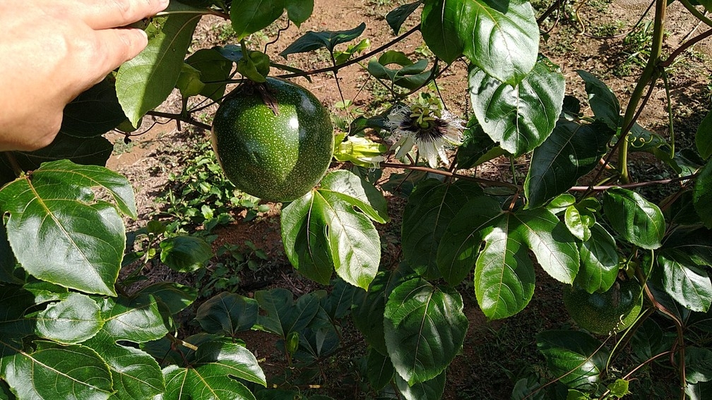 Produtores vendem o kg do maracuj a R$ 2,30 em mdia  Foto: Pedro Nogueira/ Arquivo pessoal