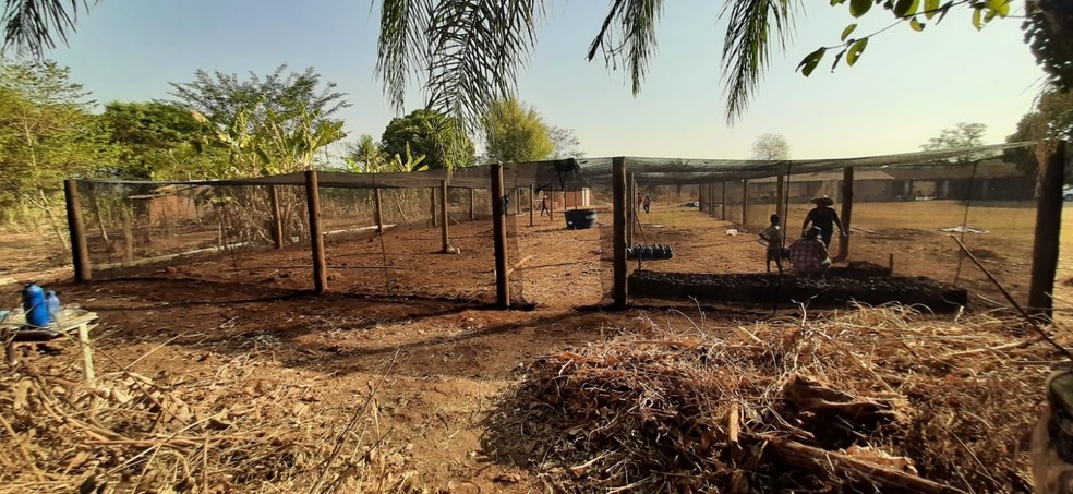 Viveiros so construdos no Pantanal para recuperao das reas degradadas e gerao de renda  Foto: Sesc Pantanal