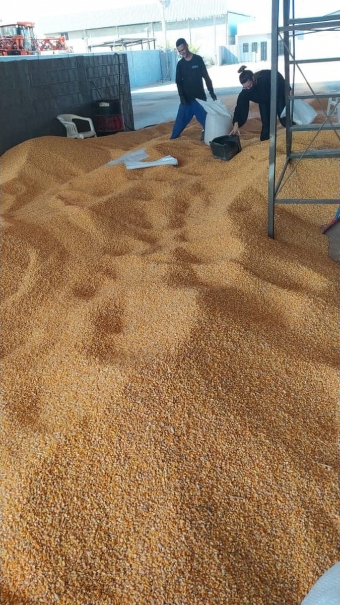 Carga de milho furtada em Sinop foi recuperada pela Polcia Civil, nesta tera-feira (24), em Lucas do Rio Verde  Foto: Polcia Civil de Mato Grosso