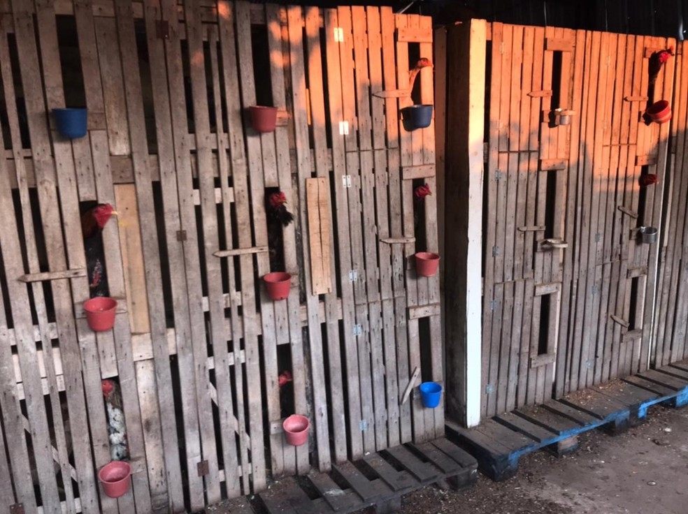 Cerca de 80 galos foram apreendidos  Foto: Polcia Civil