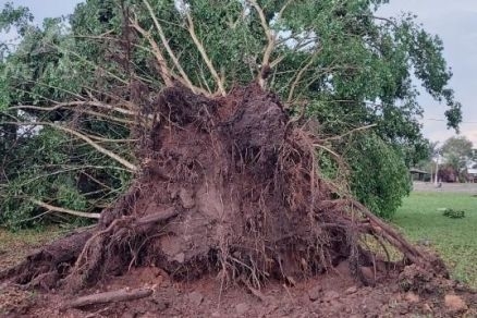 rvore derrubada pelo vendaval da tarde de segunda em Jupina