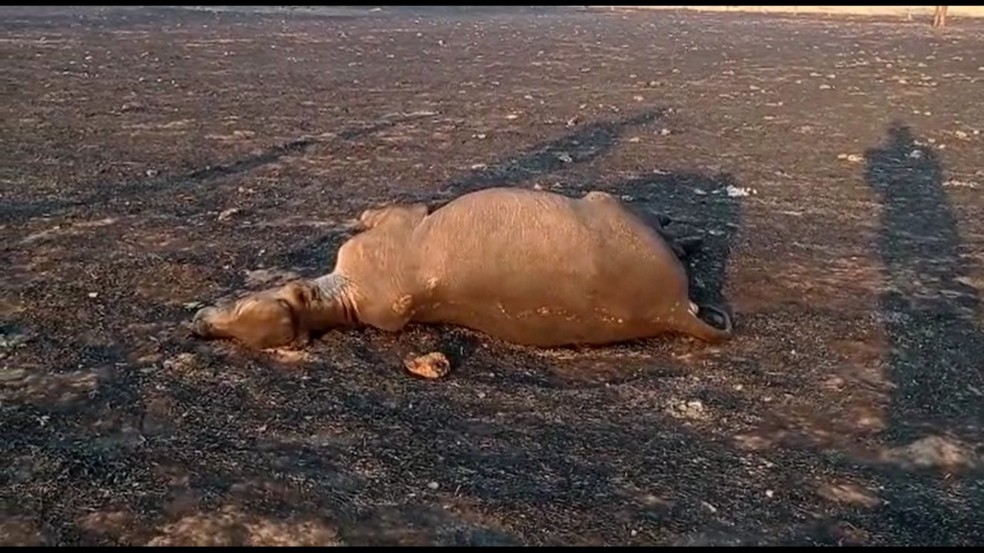 Incndio matou 30 cabeas de gado e destruiu 1,5 mil hectares no municpio de Nova Olmpia, Mato Grosso  Foto: Divulgao