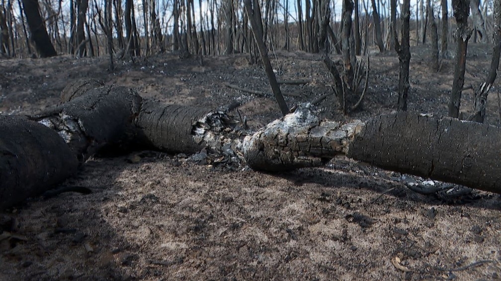 Após incêndio de 10 dias, reserva do cerrado em Luís Antônio (SP) vira 'cemitério de árvores' — Foto: Valdinei Malaguti/EPTV