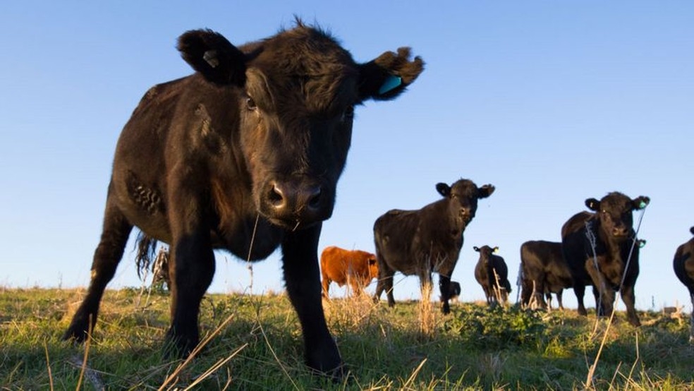 A doença da vaca louca provocou a queda no peço da arroba — Foto: Getty Images via BBC
