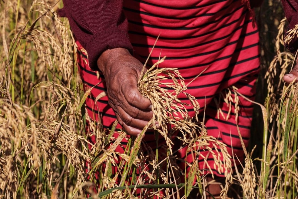 Indígenas já produzem arroz e milho para o consumo, mas a intenção é ampliar lavouras — Foto: Tchelo Figueiredo/Secom-MT