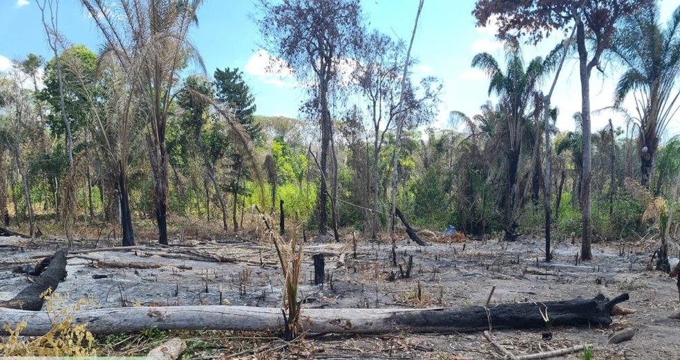 Agentes constataram desmatamento e queimadas ilegais na região da fazenda — Foto: Divulgação