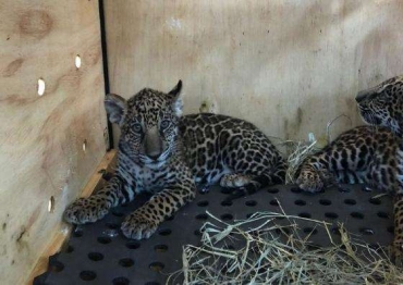 Filhotes de onas-pintadas resgatadas pela Sema