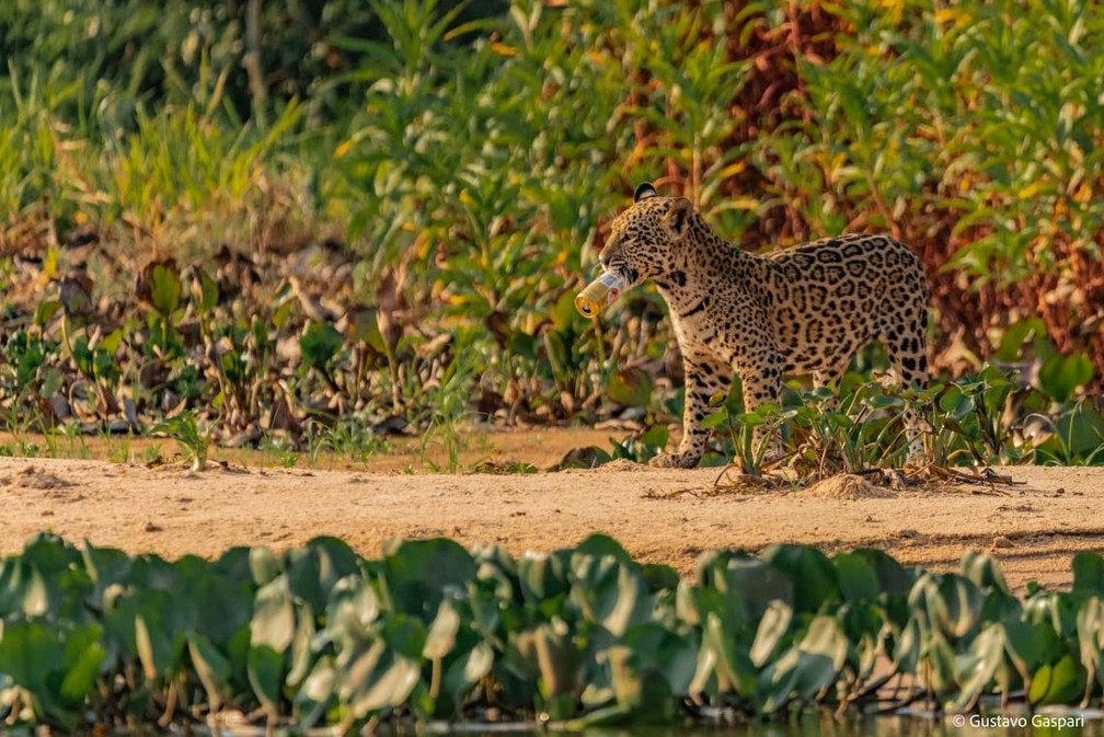 Bilogo flagra filhote de ona-pintada brincando com lata no Pantanal